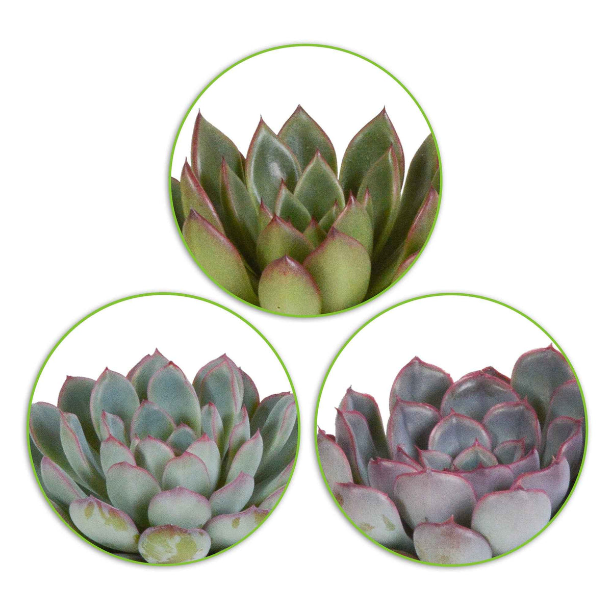 Mélange de 3 écheverias - echeveria 'apus' ,'mira' & 'hercules' - Bakker