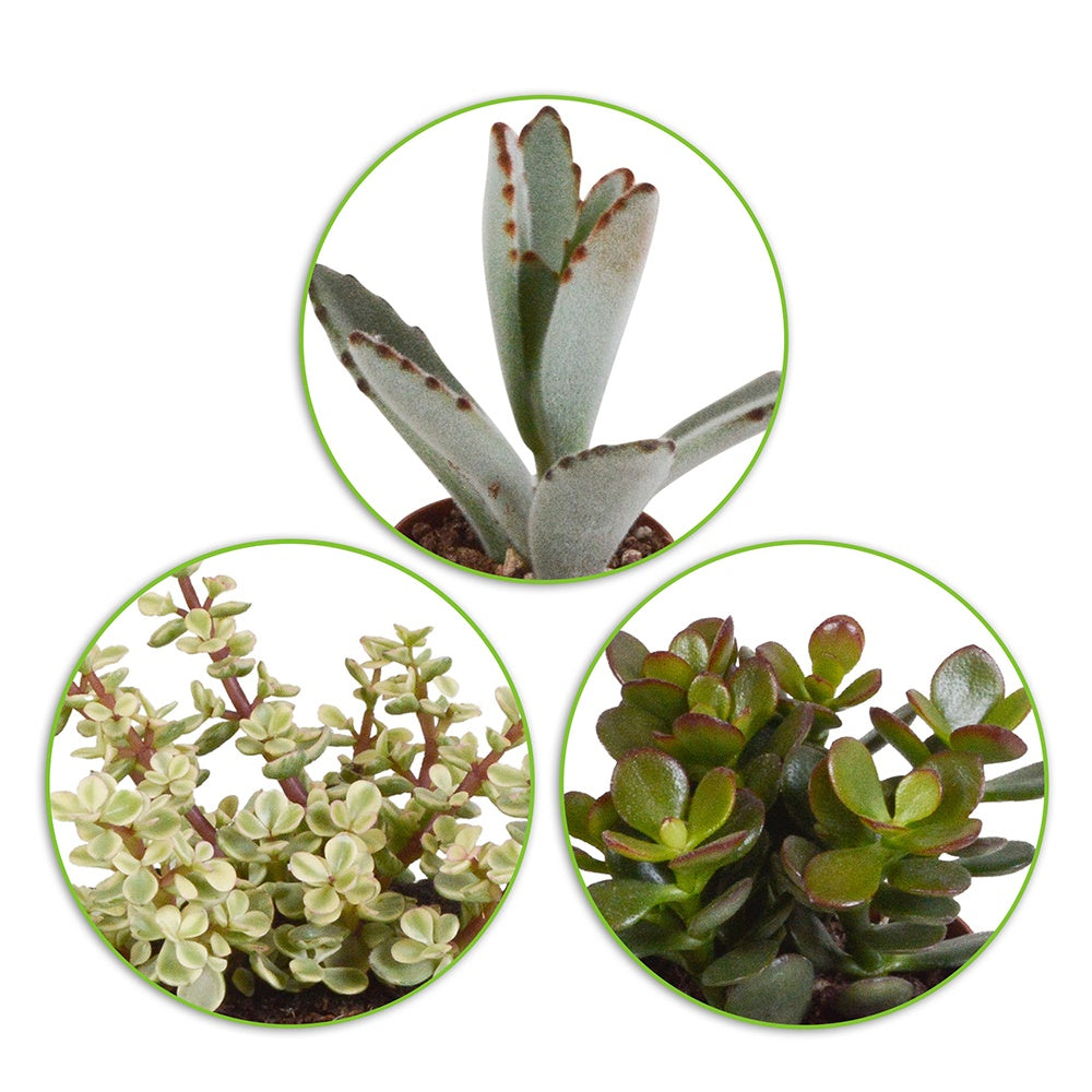 Bakker - Collection de 5 succulentes - Crassula , 2 Echeveria , Portulacaria Afra, Kalanchoe Tomentosa