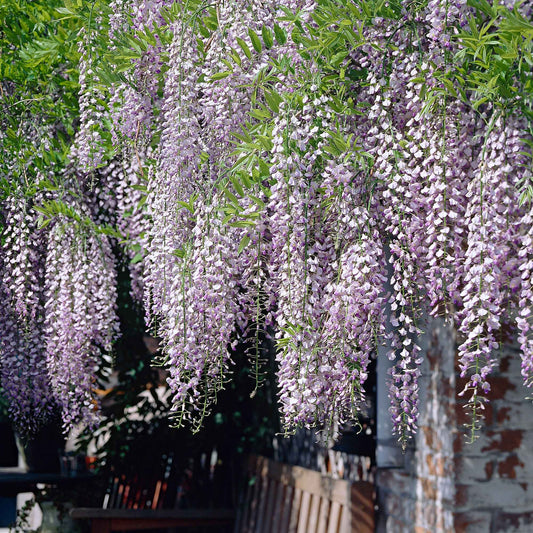 Glycine du Japon 'Naga Noda' - Bakker