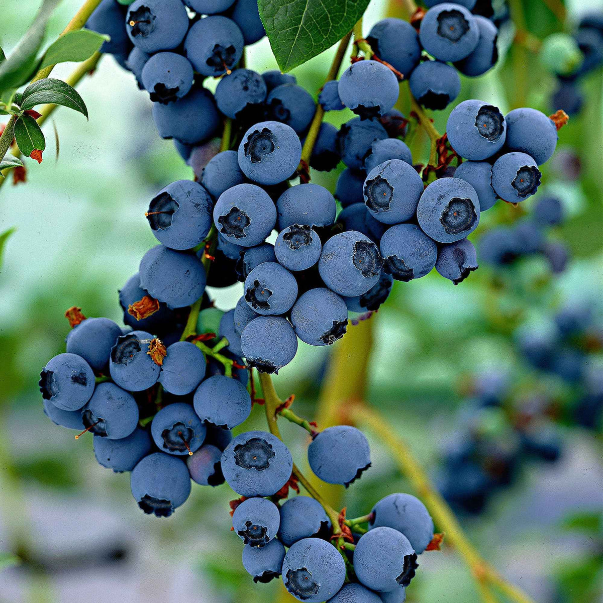 Myrtillier Little Blue Wonder - Vaccinium corymbosum Little Blue Wonder - Bakker