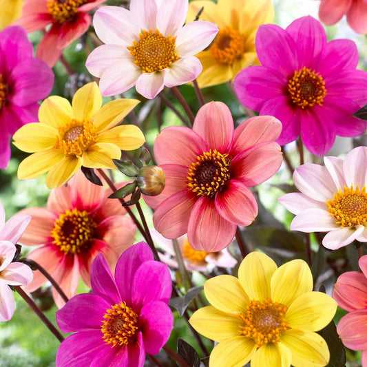 6 Dahlias HS Butterfly en mélange - Bakker