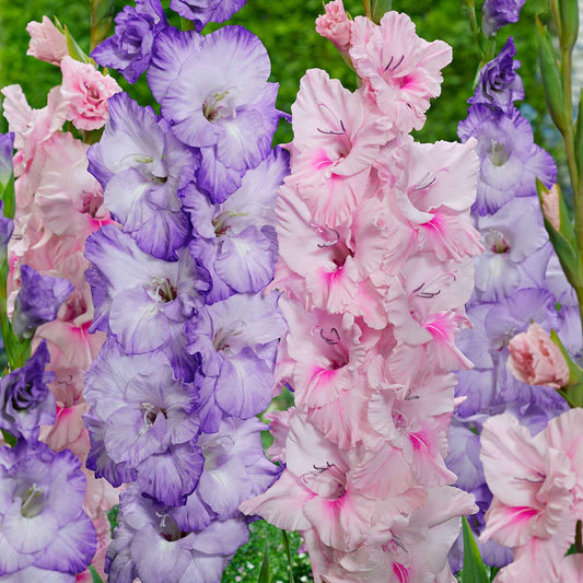 20 Glaïeuls Sweet Pastel Beauty en mélange - Bakker