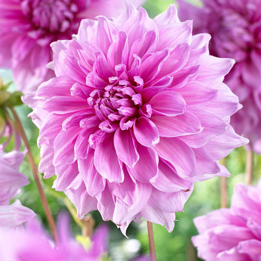 3x Dahlia dinnerplate 'Lavender Perfection' violet - Bulbes d'été