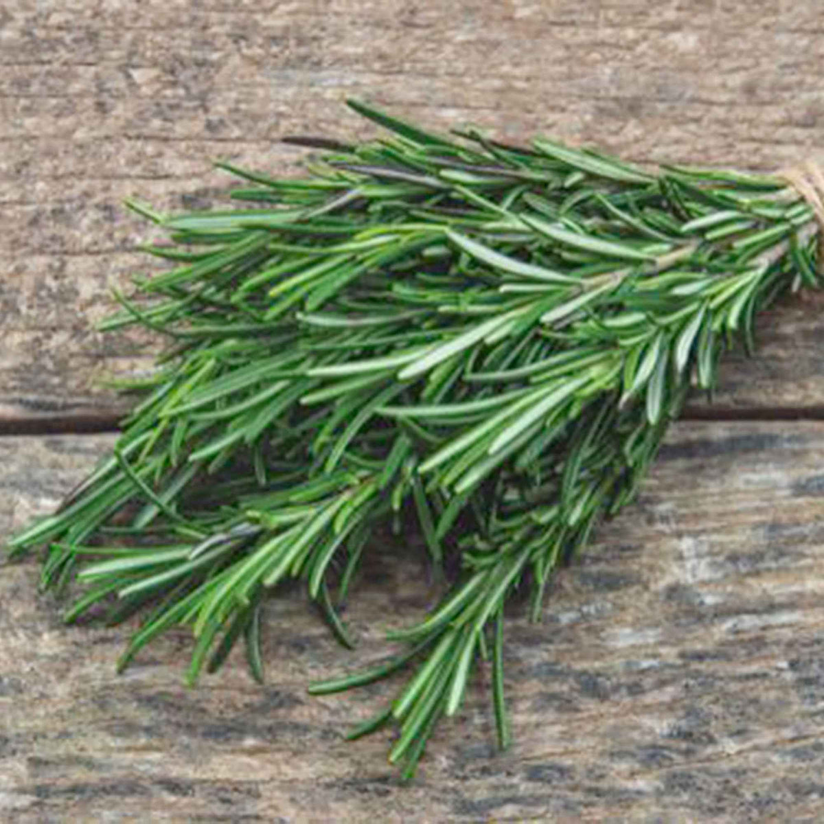 Romarin officinal - Rosmarinus officinalis - Bakker
