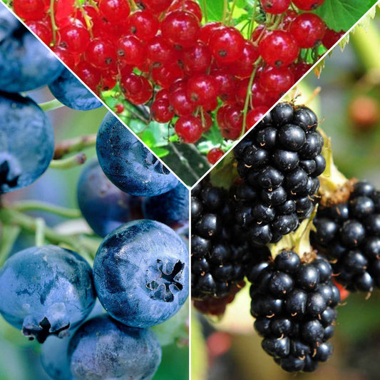 Collection de 3 arbustes fruitiers spécial confiture : groseiller, myrtiller, mûrier - Bakker