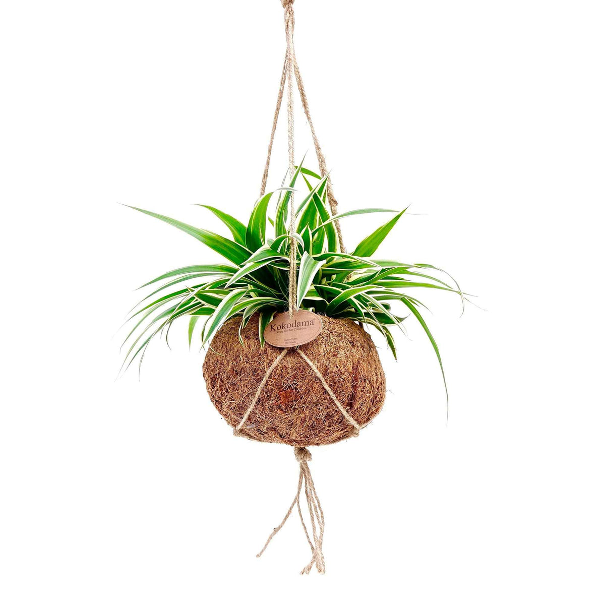 Chlorophytum - Chlorophytum et son pot en fibre de noix de coco - Chlorophytum