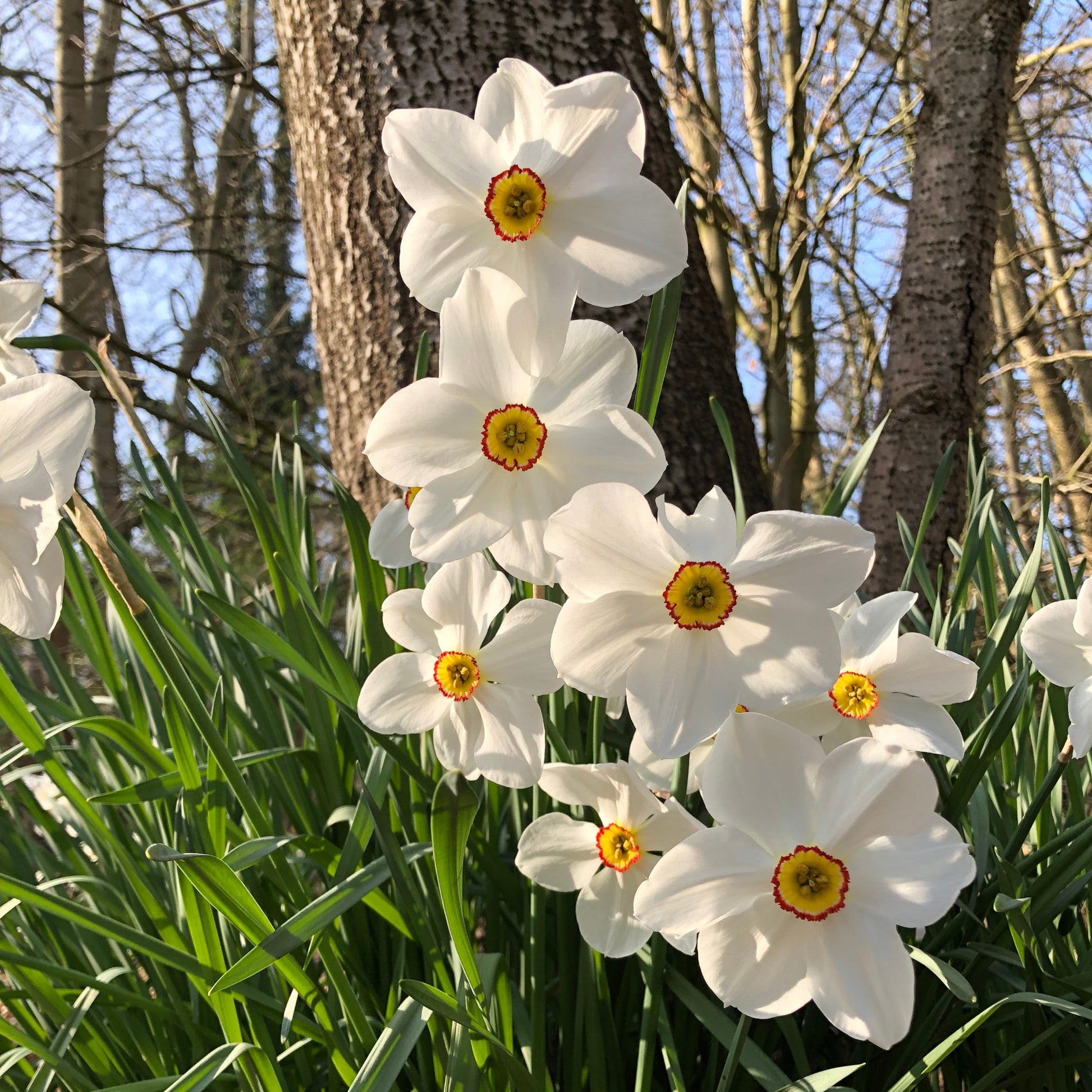 Narcissus 'Fortune', 'Rijnveld Early Sensation', 'Actaea' - Collection de 30 Narcisses Fortune et Rijnveld Early Sensation - Bulbes de Narcisse