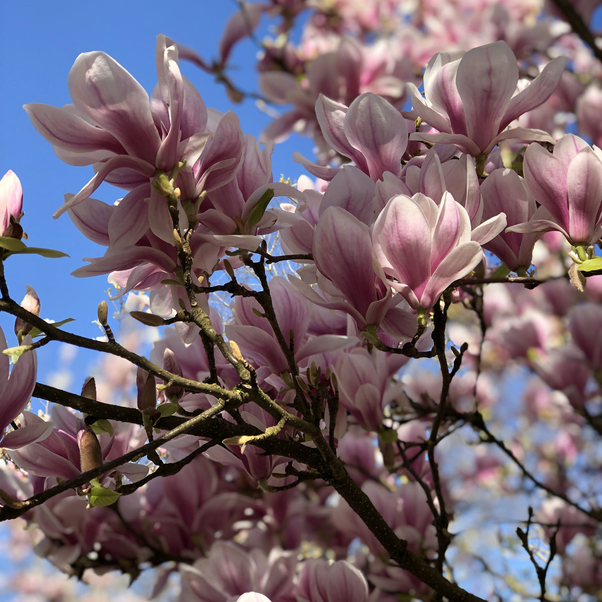 Magnolia de Soulange - Magnolia soulangeana - Bakker