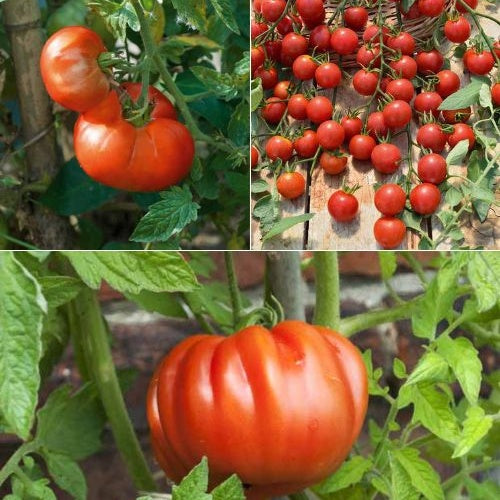 Collection de 9 plants de tomates classiques - Bakker