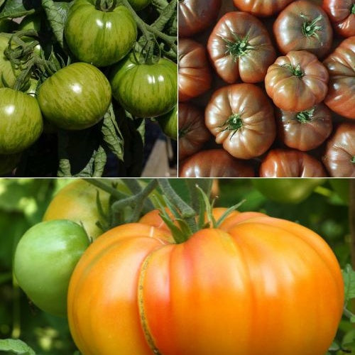 Collection de 9 Plants de tomates originales - Bakker
