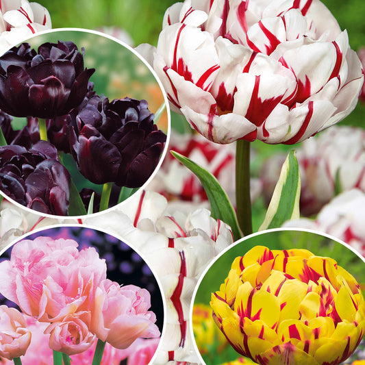 Collection de Tulipes à fleurs de pivoine - Bakker