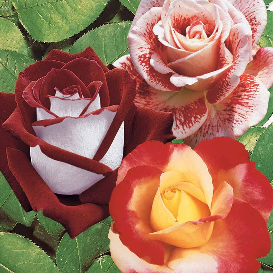 Collection de 3 Rosiers buissons : Osiria, Famosa, Double Delight - Bakker