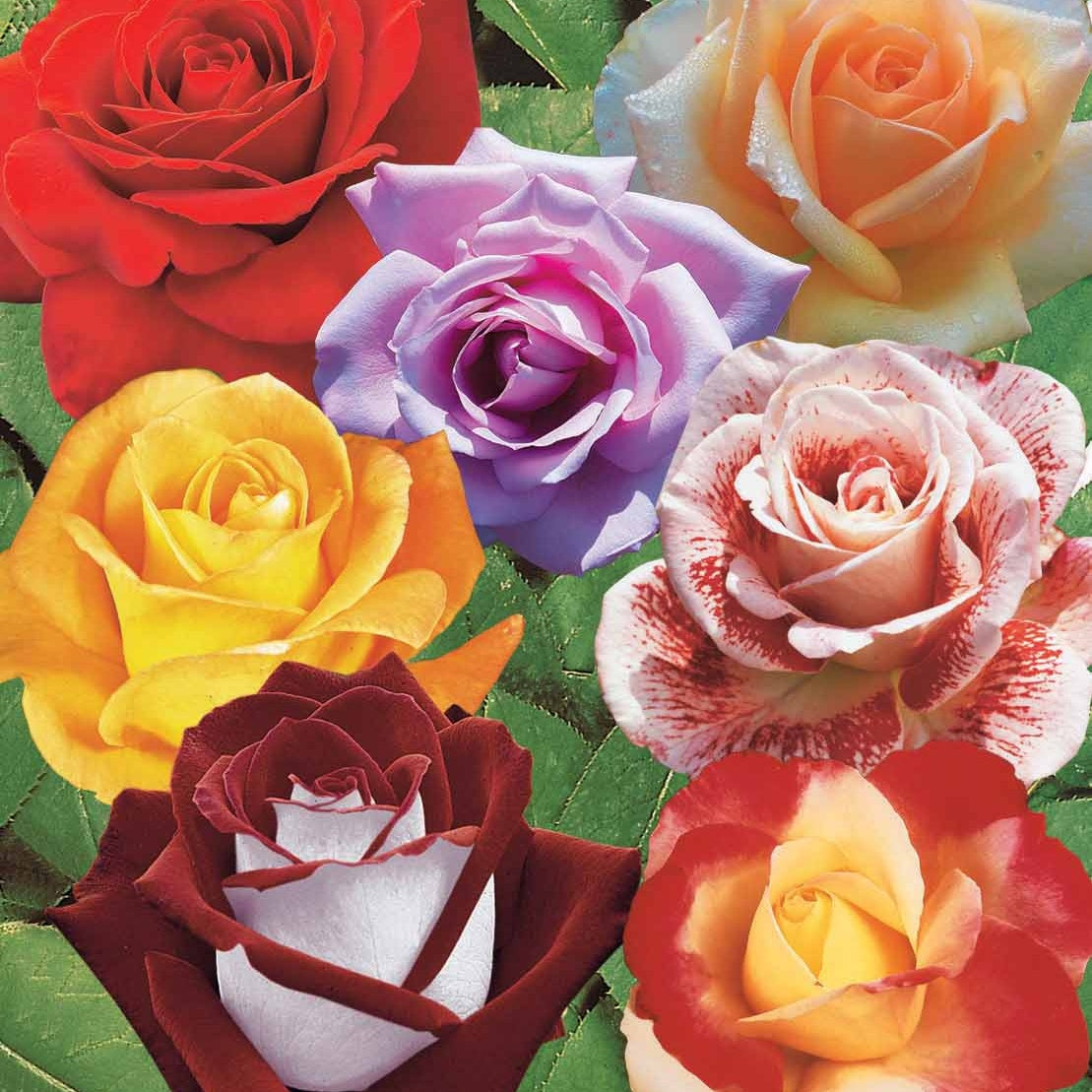 Collection de 7 Rosiers buissons - Rosa Osiria, Malaga, Blue moon, La magie du Parfum, Whisky, Famosa, Double Delight - Bakker