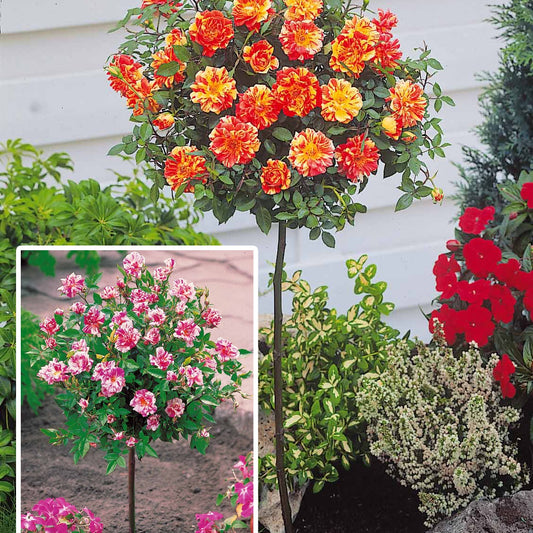 Collection de 2 mini-rosiers sur tiges Armida et Mousha - Bakker