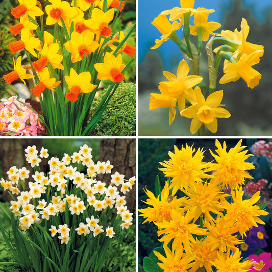 Collection de 30 mini Narcisses : Jet fire, Rip van Winkle, Tête à tête - Bakker