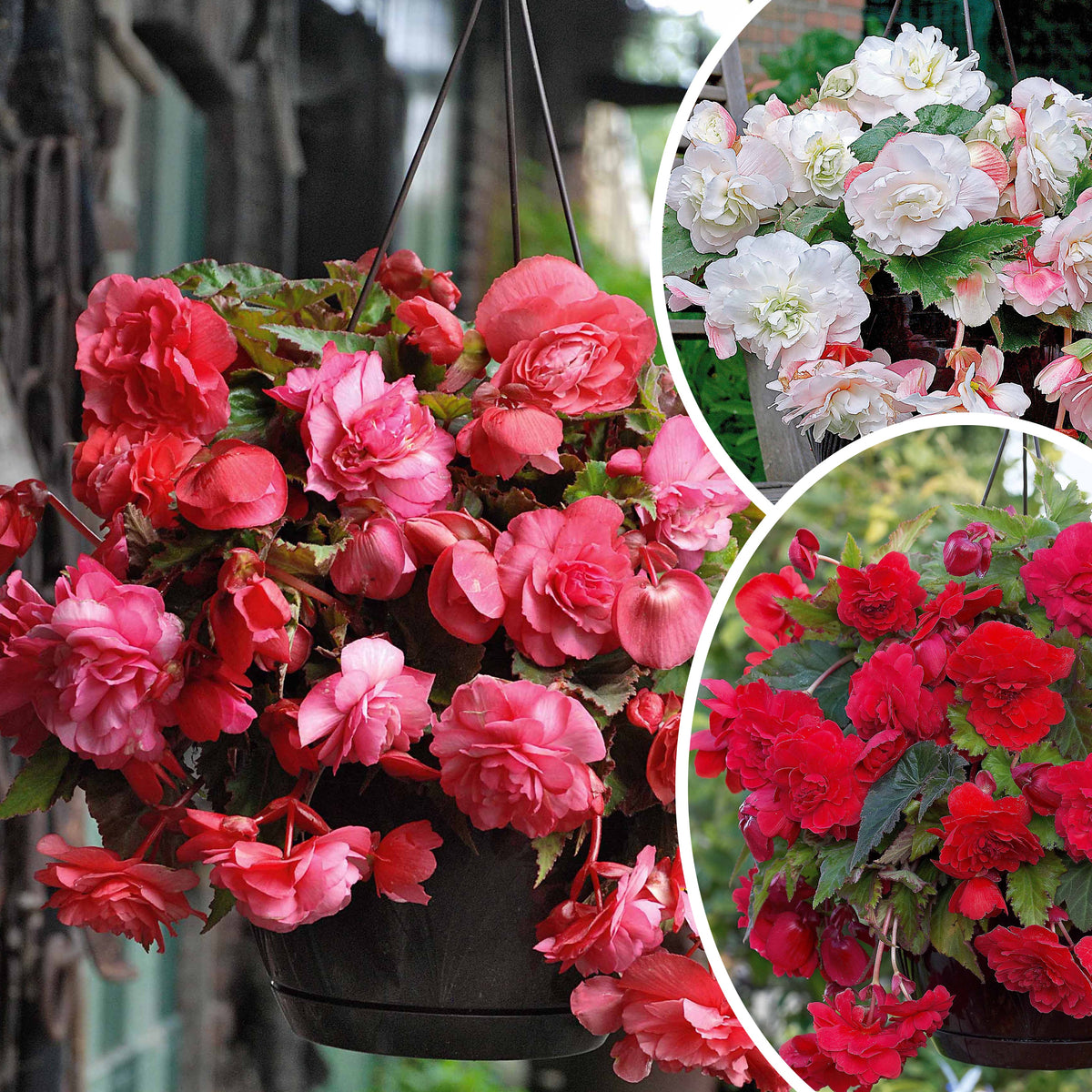 9 Bégonias parfumées en mélange - Bakker
