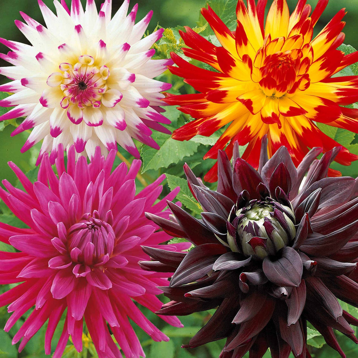 8 Dahlias cactus en mélange - Bakker