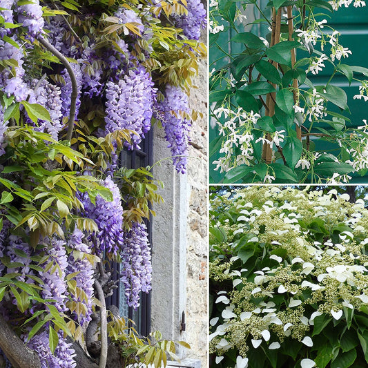 Collection de 3 grimpantes : jasmin, glycine, hortensia grimpant - Bakker