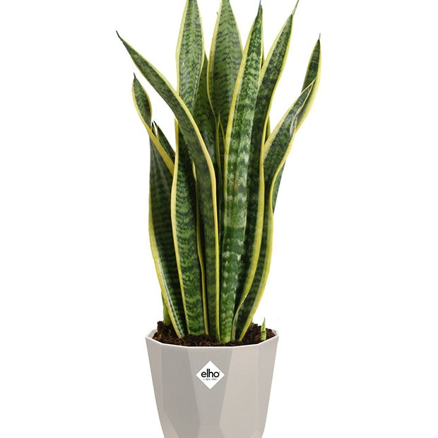 Vente Elho Cache-pot B for rock gris