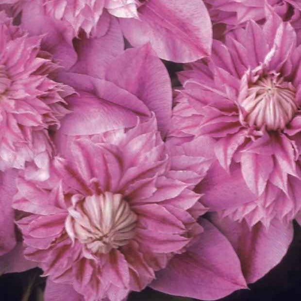 Clématite double Josephine - Clematis Josephine - Bakker