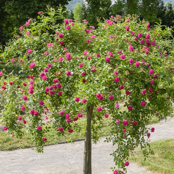 Rosa wichuraiana excelsa - Rosier pleureur Excelsa sur tige - Rosiers tige
