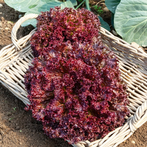 Lactuca sativa lollo rossa - Laitue Lollo Rossa - Graines de salades