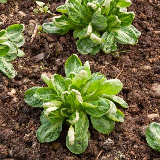Mâche Coquille de Louviers - Bakker