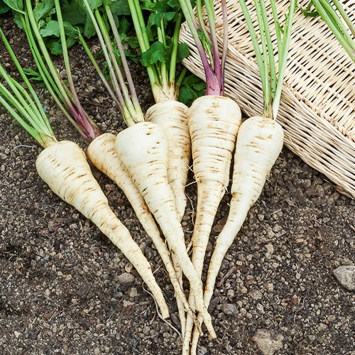 Panais Demi-long de Guernesey - Pastinaca sativa demi-long de guernesey - Bakker