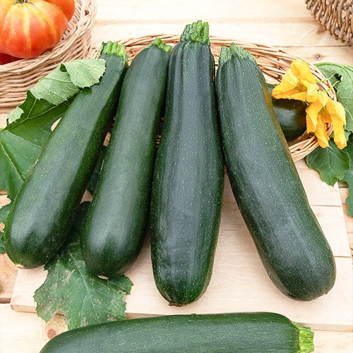 Graines de courgettes - Courgette Black Beauty - Cucurbita pepo black beauty