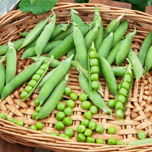 Pois rond nain Douce Provence - Bakker