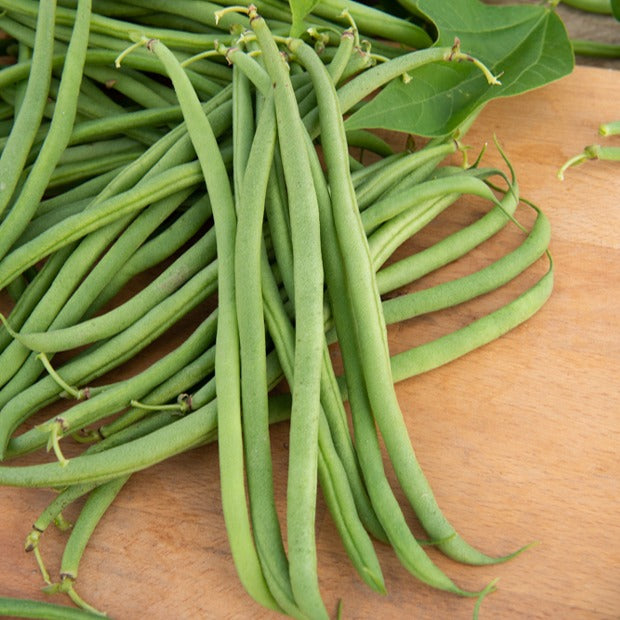 Phaseolus vulgaris braimar - Haricot nain mangetout Braimar (Obt. Brivain) 200g - Graines de haricots
