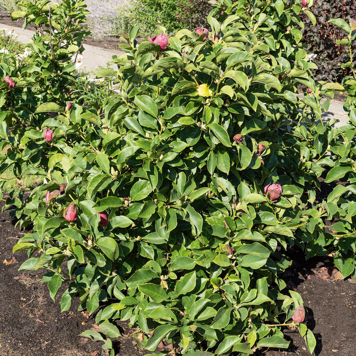 Magnolia Genie - Magnolia - Bakker