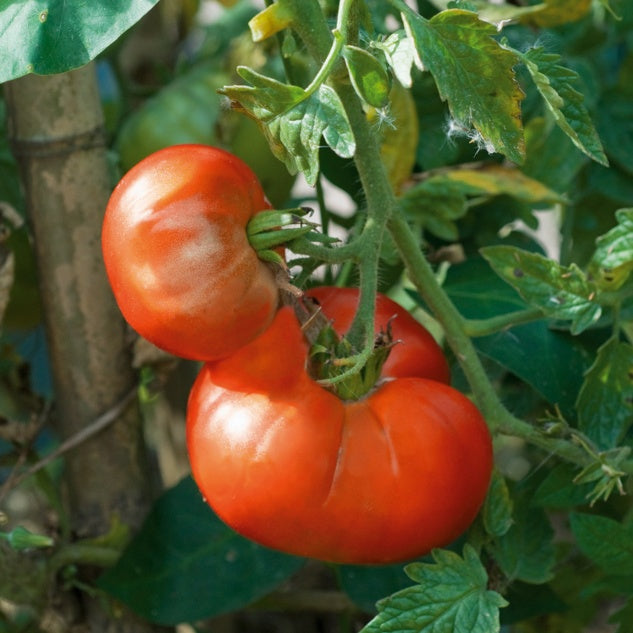 Plant Tomate Marmande - Bakker