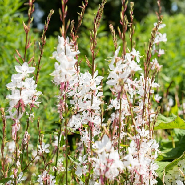2 Gauras blanches - Gaura lindheimeri Whirling Butterflies - Bakker