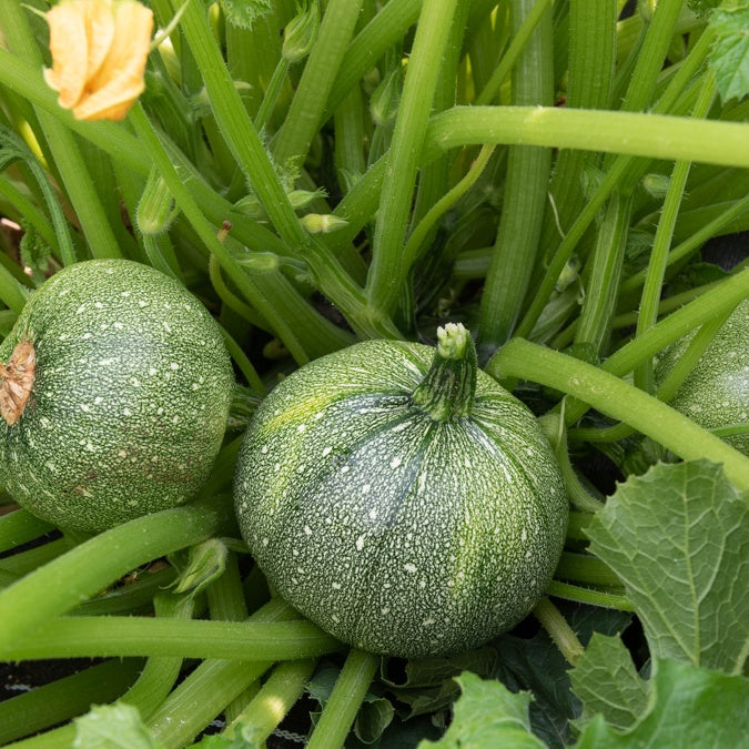 Plant Courgette Ronde de Nice