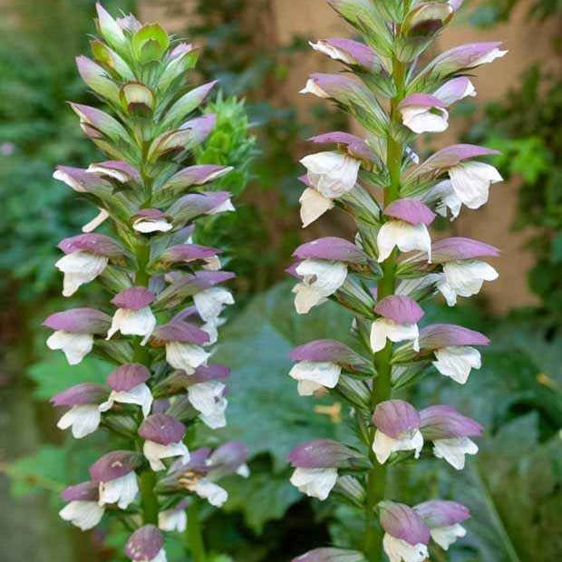 Acanthe molle - Acanthus mollis - Bakker