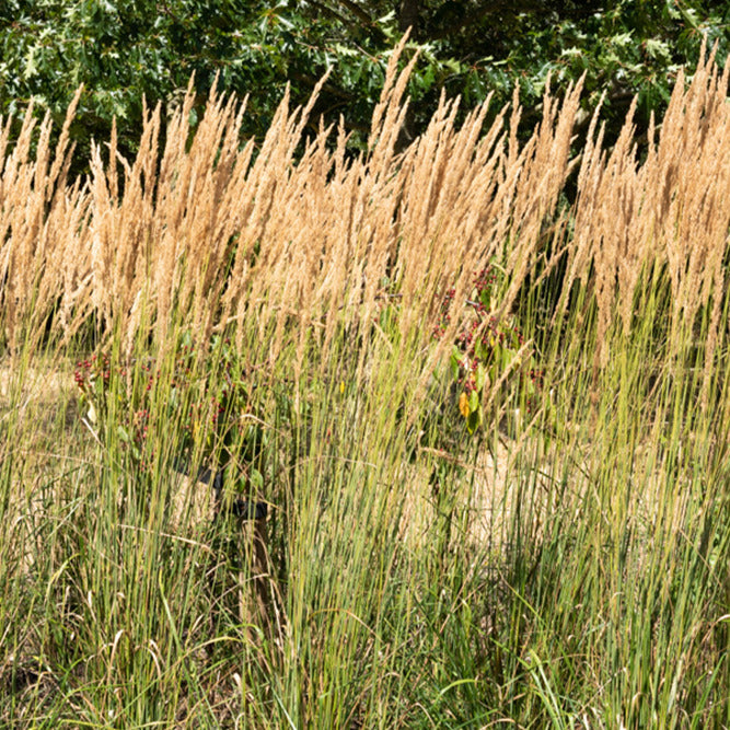 Graminées - Calamagrostide érigée Karl Foester - Calamagrostis x acutiflora Karl Foerster