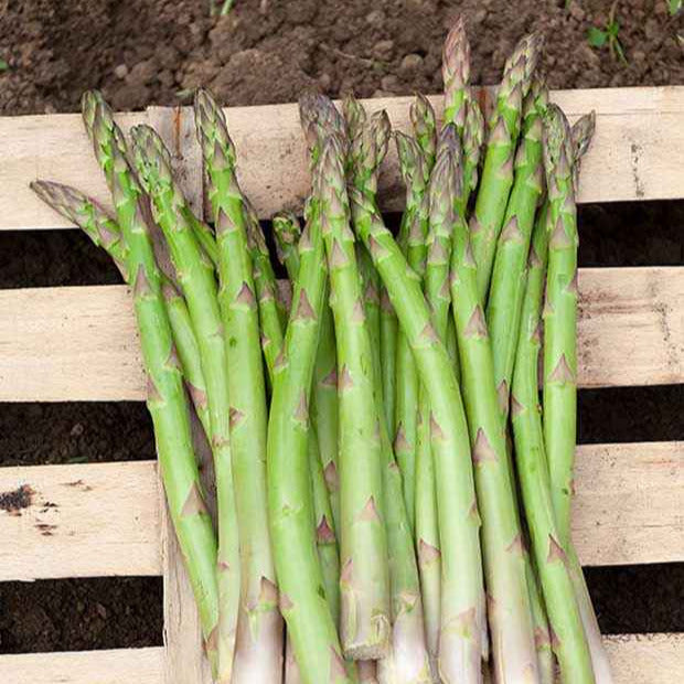 10 Asperges Voltaire
