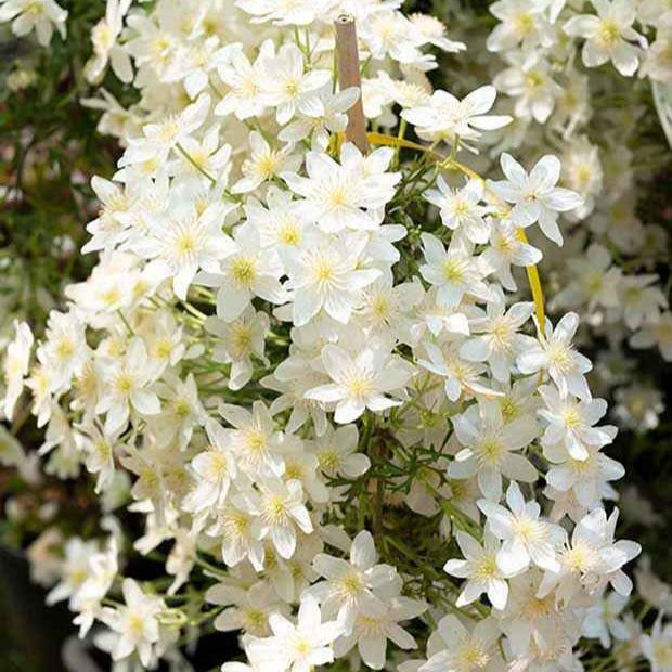 Clématite Early Sensation - Clematis Early Sensation - Bakker