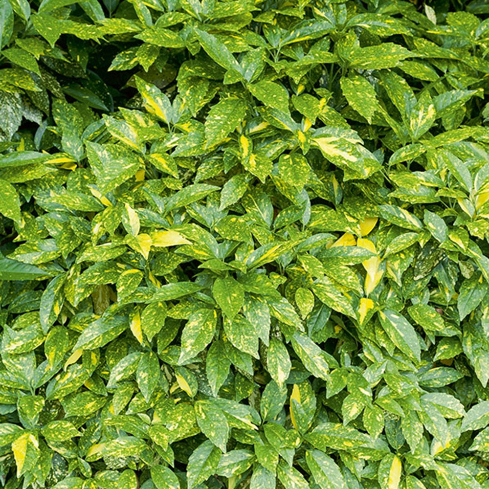 Aucuba du Japon Variegata - Aucuba japonica variegata - Bakker