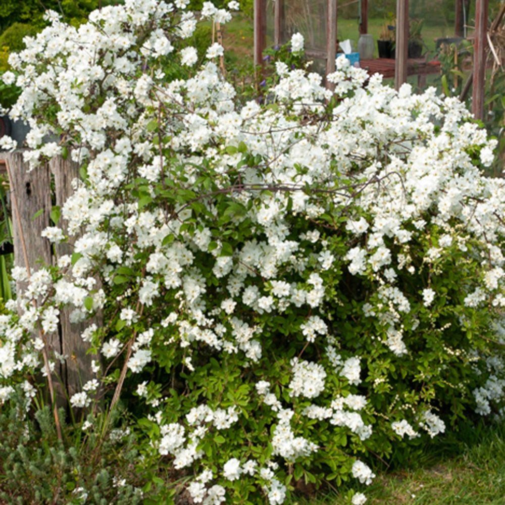 Exochorda macrantha The Bride - Exochorda macrantha 'the bride' - Bakker