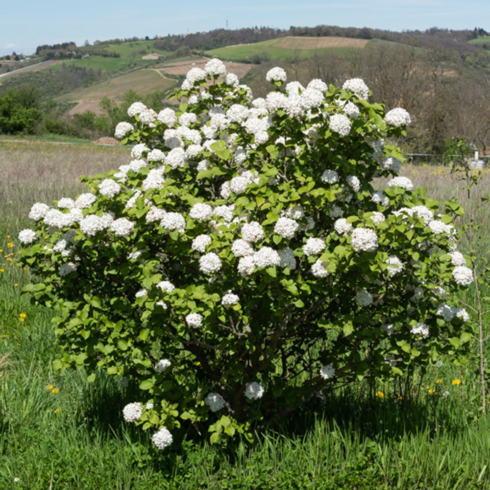 Viburnum carlesii - Viorne de Carle - Viornes