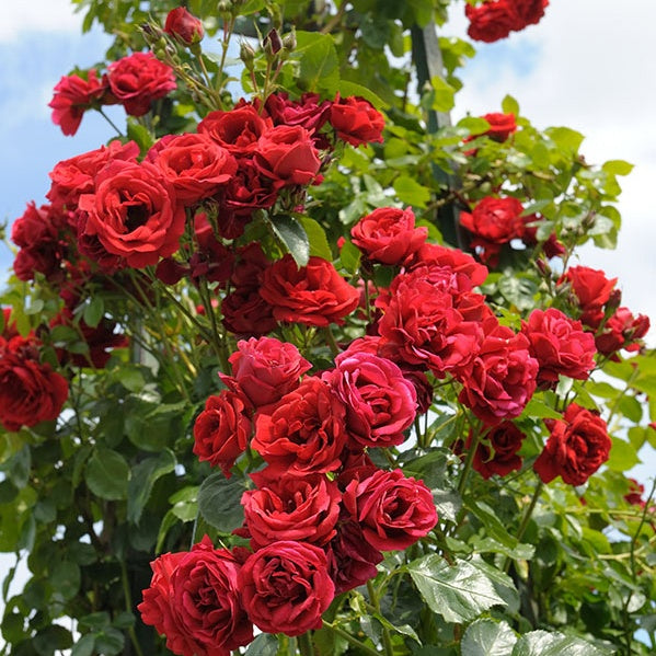 Rosier grimpant Sympathie® - Bakker