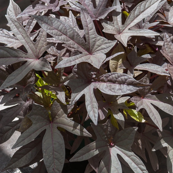 3 Ipomées Sweet Caroline Purple - Ipomoea batatas 'sweet caroline purple' - Bakker