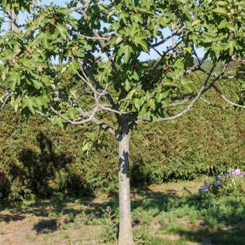 Ficus carica 'fiorone' - Figuier Fiorone - Figuiers