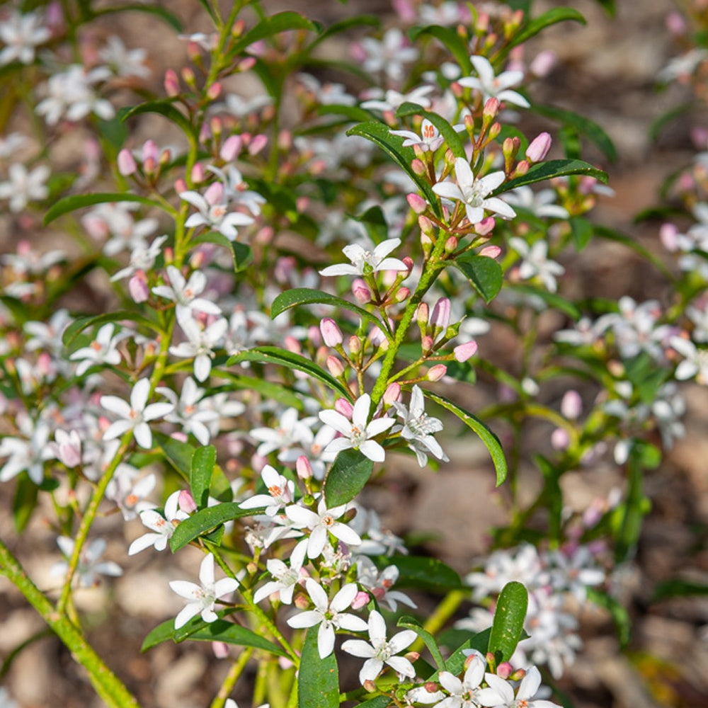 Arbustes - Fleur de cire à longues feuilles - Eriostemon myoporoides (philotheca)