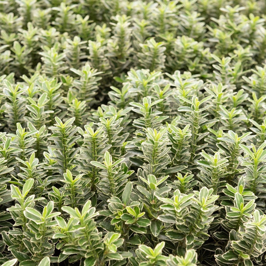 Fusain du Japon Microphyllus Albovariegatus - Bakker