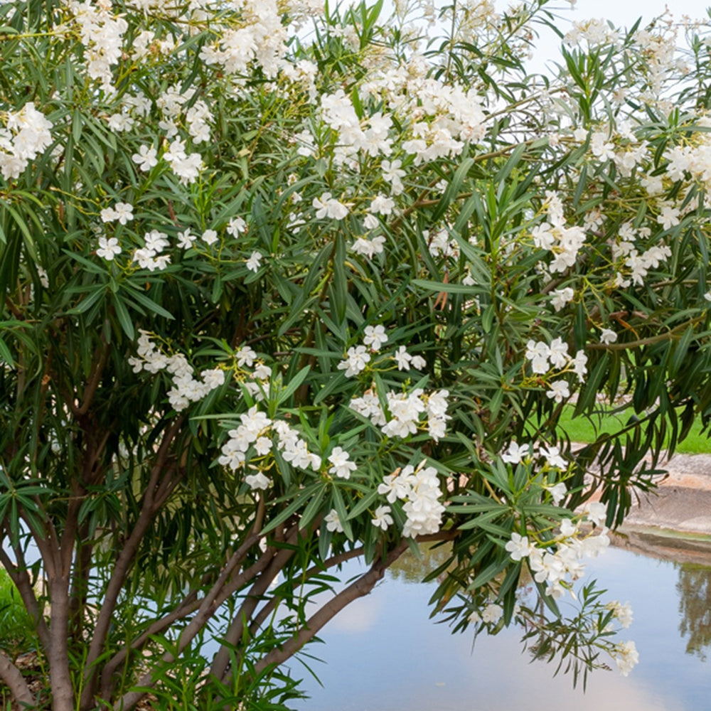 Nerium oleander white - Laurier-rose à fleurs blanches - Arbustes fleuris
