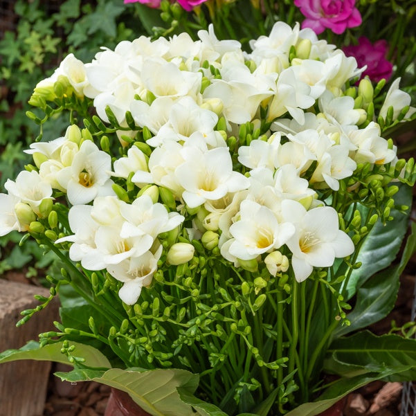 15 Freesia simple blanche - Bakker