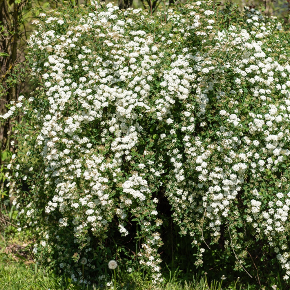 Spirées - Spirée de vanhoutte - Spiraea vanhouttei
